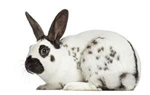Plain Colored Background For Copy Space Prints: Side view of Checkered rabbit isolated on white