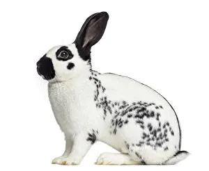 Lagomorpha Species Photo Prints: Side view of Checkered rabbit isolated on white