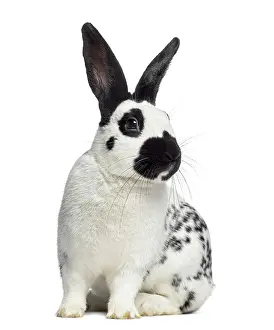 White Studio Backdrop Prints: Front view of Checkered rabbit isolated on white