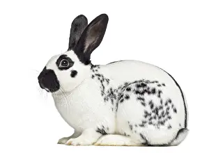Isolated Animal Photo Prints: Side view of Checkered rabbit isolated on white