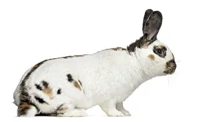 Studio Shot Rabbit Prints: Side view of Checkered rabbit isolated on white