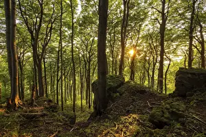 Evening Atmosphere In The Woods Prints: View from cliffs of the Ith into an atmospheric beech forest in the evening light