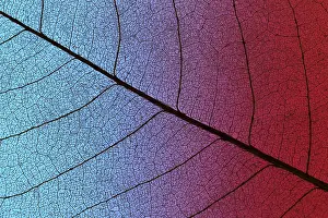 Organic Product Images Prints: Top view of colored textured leaf