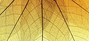 Deserted Lake Landscape Photography Prints: Top view colored transparent leaf texture