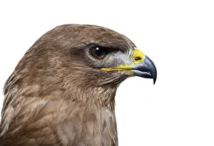 White Background Animal Depiction Prints: Side view of a common buzzard bird