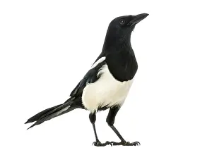 Wildlife Photography Studio Shot Prints: Side view of a Common Magpie looking up