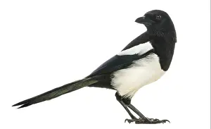 Pica Pica Isolated On White Prints: Side view of a Common Magpie looking backwards