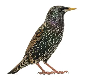 Side View Bird Prints: Side view of a Common Starling