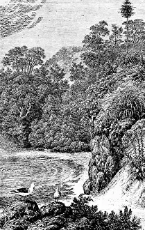 Seagulls In Nature Prints: View of Conception Bay, forest