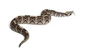 Studio Shot Of A Snake Prints: Back view of a crawling Gaboon viper