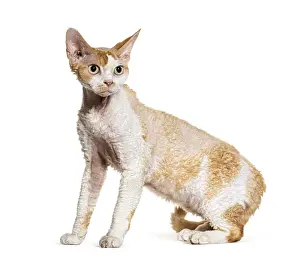Devon Rex Cat Prints: Side view of a Devon rex cat looking away