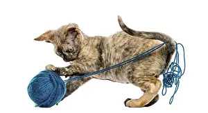 Devon Rex Cat Prints: Side view of Devon rex cat playing with a wool ball isolated on white