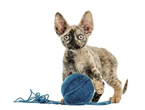 Devon Rex Cat Prints: Front view of Devon rex cat playing with a wool ball isolated on white