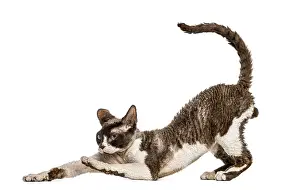 Devon Rex Cat Prints: Side view of a Devon rex cat stretching isolated on white