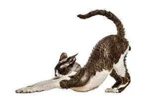 Isolated White Background Animal Prints: Side view of a Devon rex cat stretching isolated on white