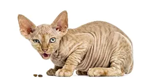 Feliformia Mammal Photography Prints: Side view of a Devon rex kitten eating isolated on white