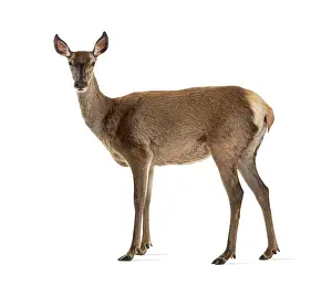 Red Deer Female Prints: Side view of a doe looking at the camera
