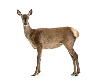 Female Red Deer Prints: Side view of a doe looking at the camera