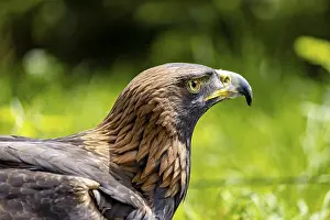Prints of Side view of an eagle against a green background: a golden eagle (Aquila chrysaetos) at a falconry centre on the Rennsteig in Germany Golden Eagle Prints: Golden Eagle Print: Side View Against Green Background