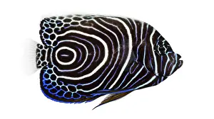 Prints of Side view of an Emperor Angelfish, Pomacanthus imperator, isolated on white Emperor Angelfish Prints: Emperor Angelfish Side View Print