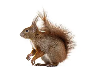 Isolated Animal On White Background Prints: Side view of a Eurasian red squirrel looking at the camera