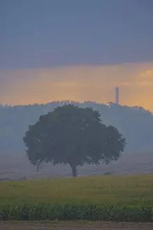 Solitary Tree In Field Prints: View across fields to a single tree in the evening light during rain