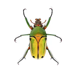 Bright Background Studio Shots Prints: View from above of a Flower beetle