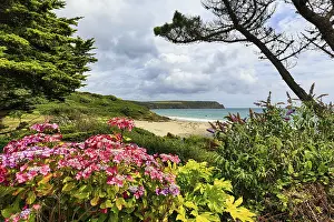 Cornwall Coastal Scenery Prints: View over flowering hydrangea to the sea