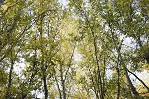 Deciduous Tree Forests Prints: View from the bottom up in a forest of silver poplars