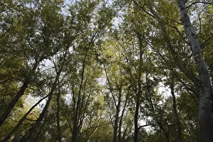 Kazakhstan Landscape Photography Prints: View from the bottom up in a forest of silver poplars