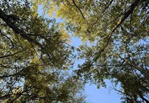 Deciduous Tree View Prints: View from the bottom up in a forest of silver poplars