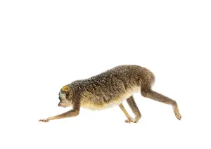 Gray Slender Loris Print - Side View
