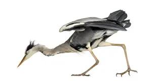 Deserted Landscape Photo Prints: Side view of an Grey Heron looking down