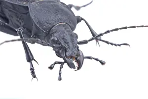Predator Wildlife Photography Prints: Detail view of head of the black bug isolated on a white background