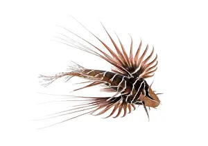 Prints of View from up high of a Broadbarred firefish, Pterois antennata, isolated on white Scorpionfish Prints: View from up high of a Broadbarred firefish Print