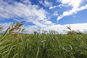 Lake Neusiedl National Park Prints: View through high grass to a sky with white clouds