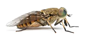 Isolated Wildlife Photo Prints: Side view of a Horsefly, Tabanus