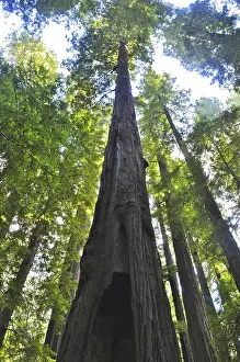 California Nature Reserve Prints: View from below of an imposing