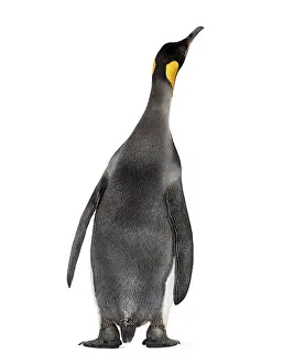 Antarctica Wildlife Photography Prints: Back view on a King penguin, looking up