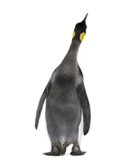Black And White Bird Prints: Back view on a King penguin, looking up