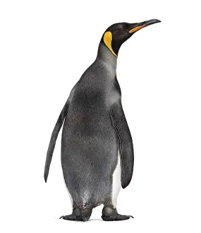 White Studio Background Wildlife Prints: Back view on a King penguin, looking up