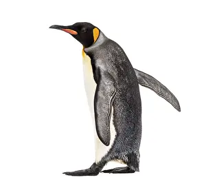 Single Colored Background Prints: Side view of a king penguin walking