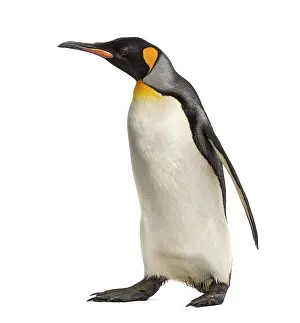 Wild Animal Photography Studio Shot Prints: Side view of a king penguin walking