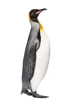 Antarctic Wildlife Pictures Prints: Side view of a King penguin walking