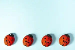 Prints of View from above of some ladybugs on a colored surface Ladybug Prints: Ladybugs on Colored Surface Print