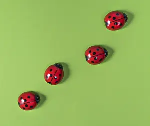 Prints of View from above of some ladybugs on a colored surface Ladybug Prints: Ladybugs on Colored Surface Print