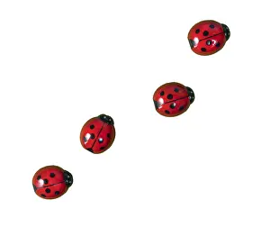 Prints of View from above of some ladybugs on a transparent surface Ladybug Prints: Ladybugs on Transparent Surface Print