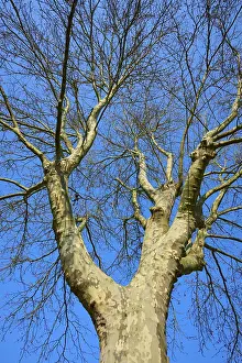 Deciduous Tree In Winter Prints: View of a large, deciduous tree against a blue sky in winter