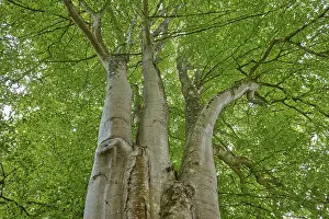 Nature Photography Scotland Prints: View from below of a large tree with dense green canopy