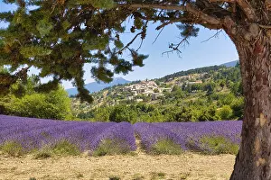 Lavender Fields In Provence Prints: View over lavender fields on Aurel